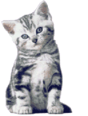 Cats graphics
