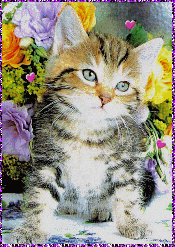 Cats graphics