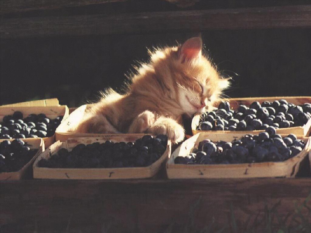 Cats graphics