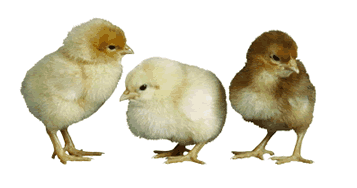 Chickens graphics