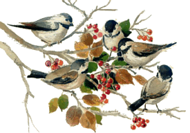 Christmas birds