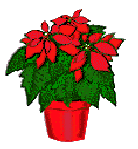 Christmas flowers