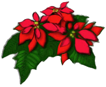 Christmas flowers