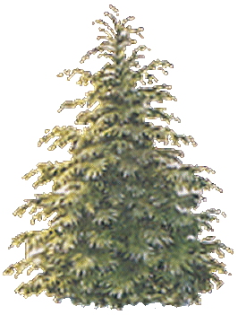 Christmas trees