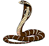 Cobra graphics