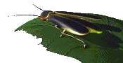 Cockroaches graphics