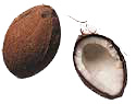 Coconut graphics