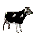 Cows graphics
