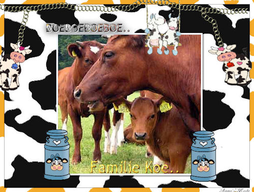 Cows graphics