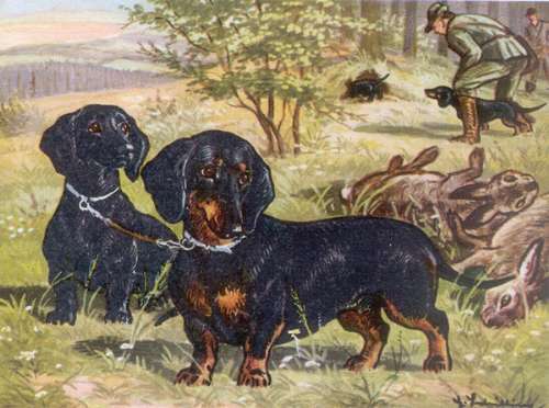 Dachshund graphics