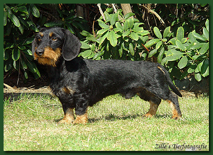 Dachshund graphics