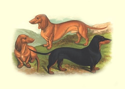 Dachshund graphics