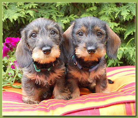 Dachshund graphics