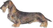 Dachshund graphics