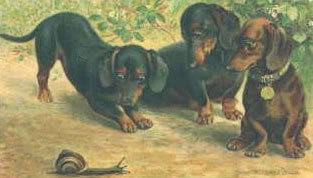 Dachshund