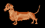 Dachshund graphics
