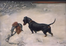 Dachshund