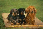 Dachshund graphics