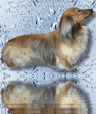 Dachshund graphics