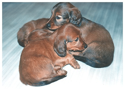 Dachshund graphics