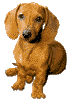 Dachshund graphics