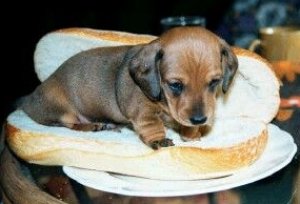 Dachshund graphics
