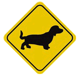 Dachshund