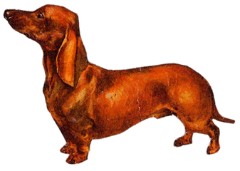 Dachshund graphics