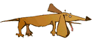 Dachshund