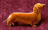 Dachshund