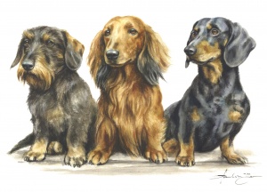 Dachshund graphics