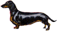 Dachshund graphics