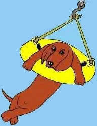 Dachshund graphics