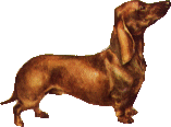 Dachshund graphics