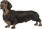 Dachshund graphics