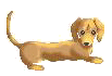 Dachshund graphics
