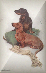 Dachshund graphics