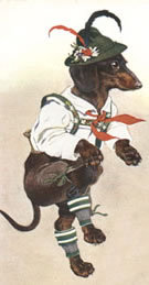 Dachshund