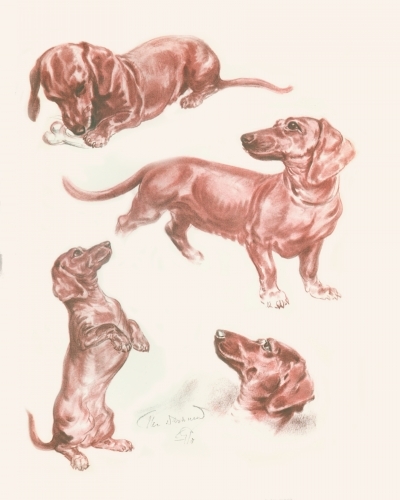 Dachshund graphics