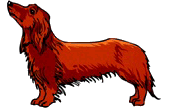 Dachshund graphics