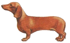 Dachshund graphics