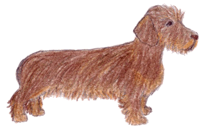 Dachshund graphics