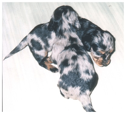 Dachshund graphics