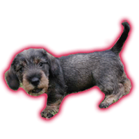 Dachshund graphics