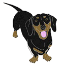 Dachshund graphics