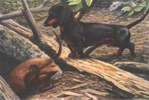 Dachshund graphics