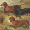 Dachshund graphics