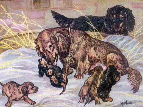 Dachshund graphics