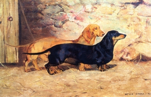 Dachshund graphics