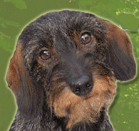 Dachshund graphics